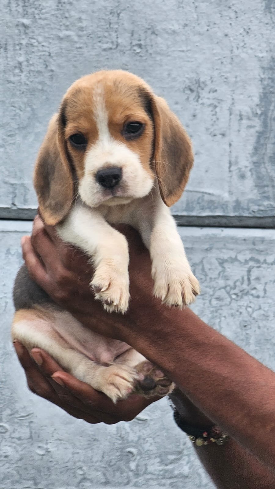 Order Female Beagle Puppy from Hyderabad